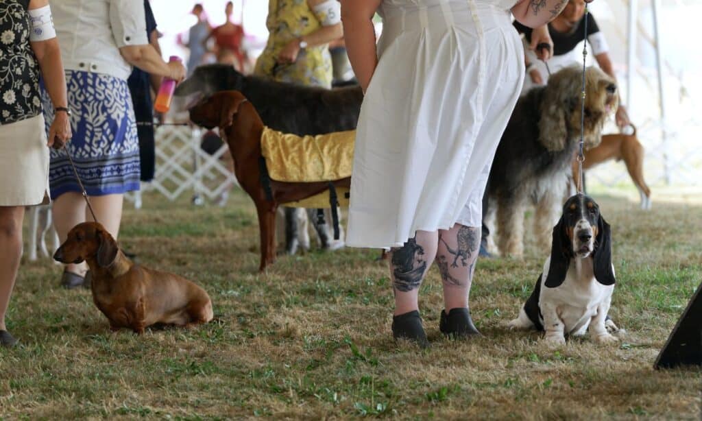 2025 Hickories Circuit Dog Show