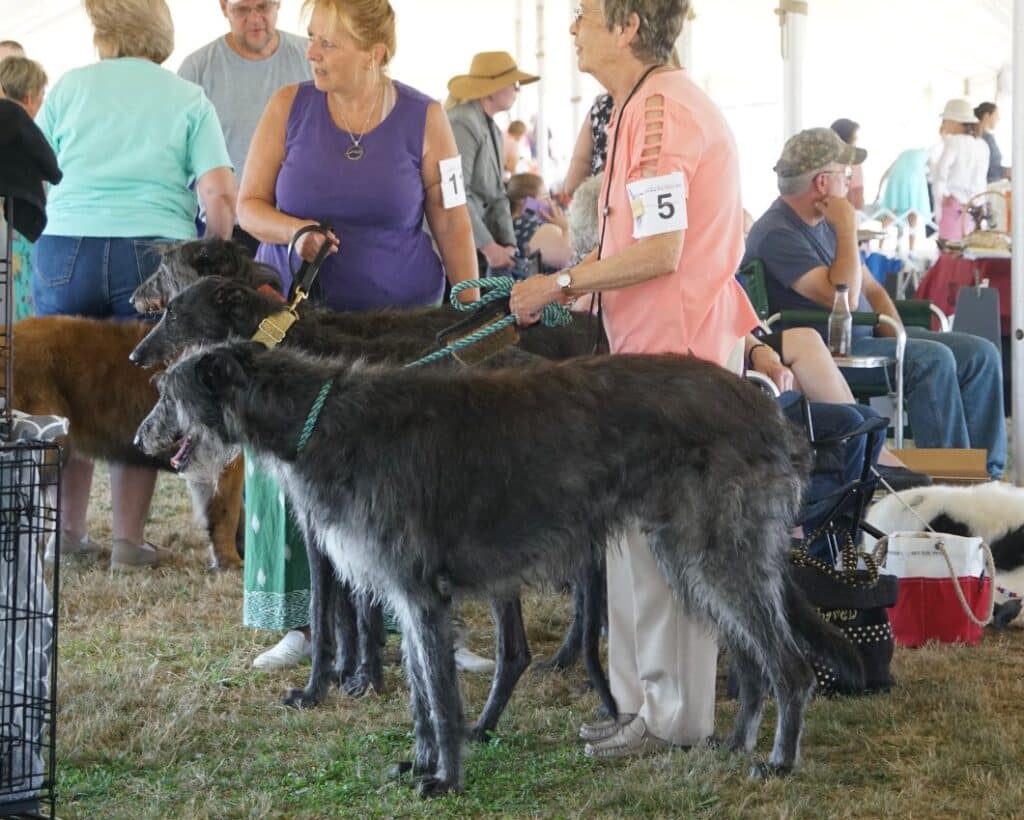 2025 Hickories Circuit Dog Show