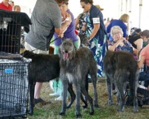 2025 Hickories Circuit Dog Show