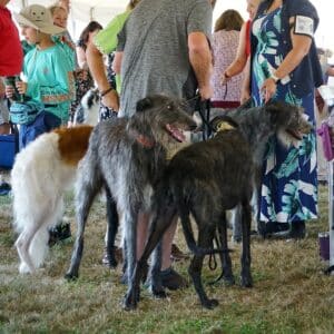 2025 Hickories Circuit Dog Show