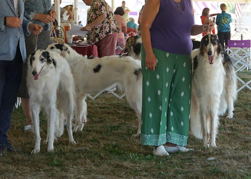 2025 Hickories Circuit Dog Show