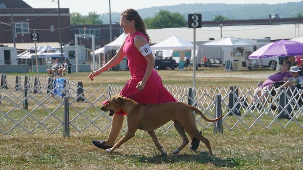 2025 Hickories Circuit Dog Show