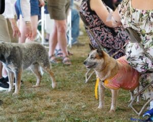 2025 Hickories Circuit Dog Show