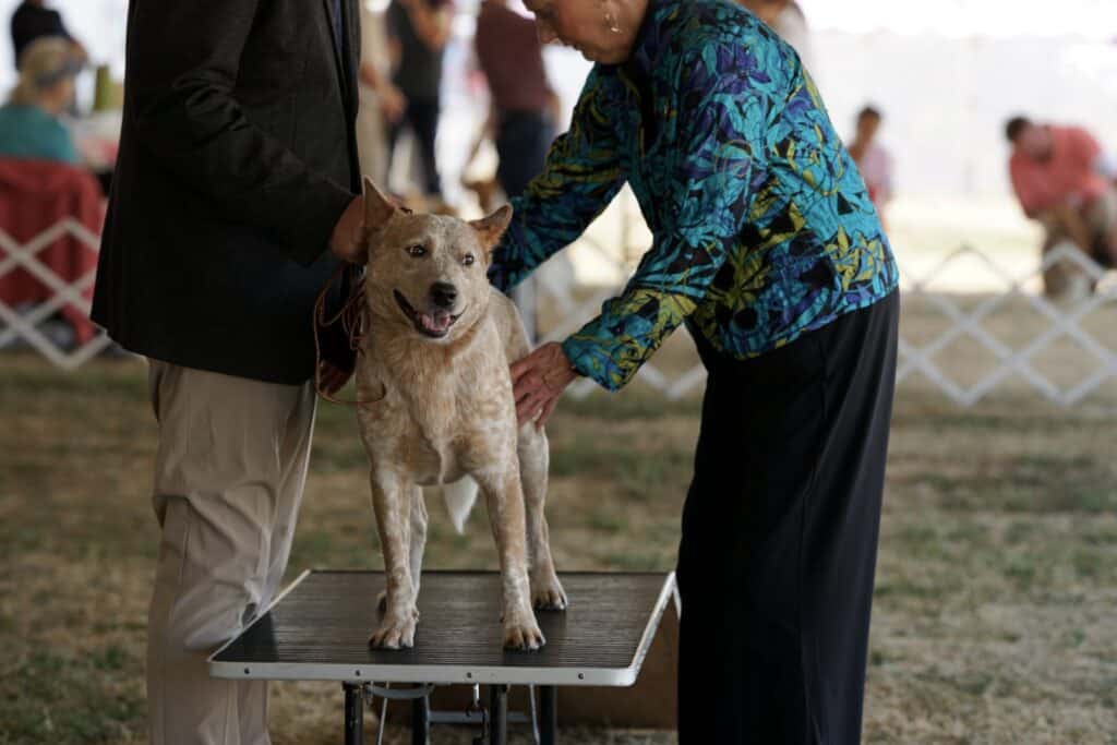 2025 Hickories Circuit Dog Show