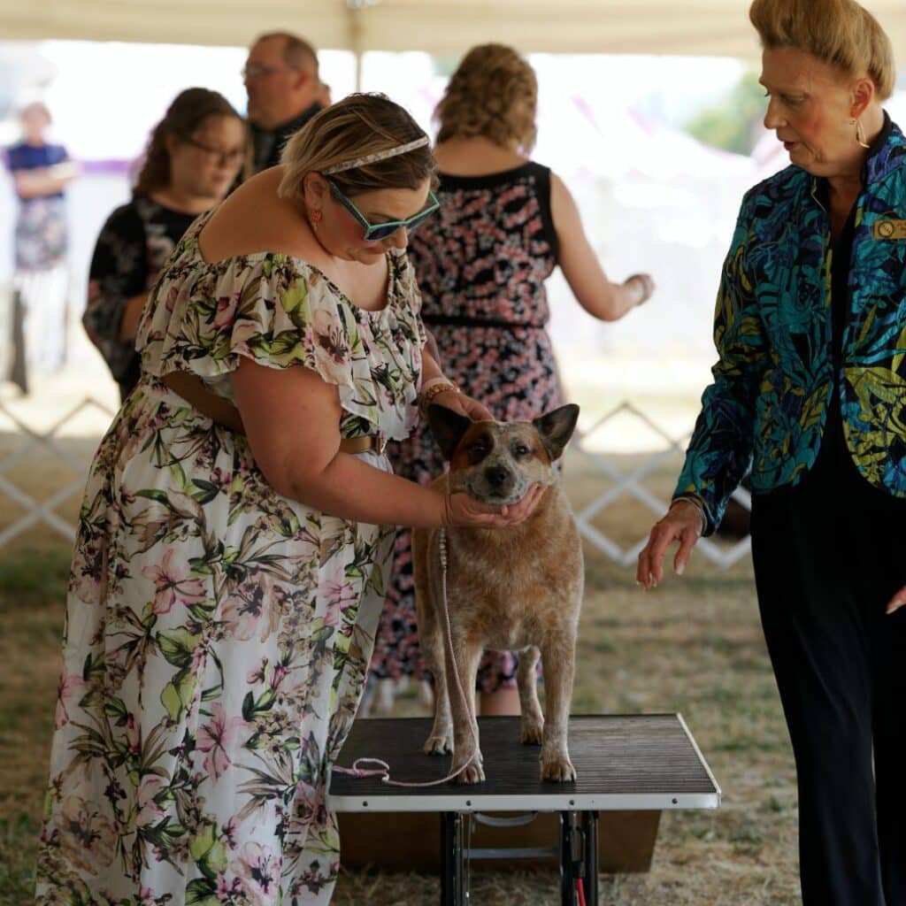 2025 Hickories Circuit Dog Show