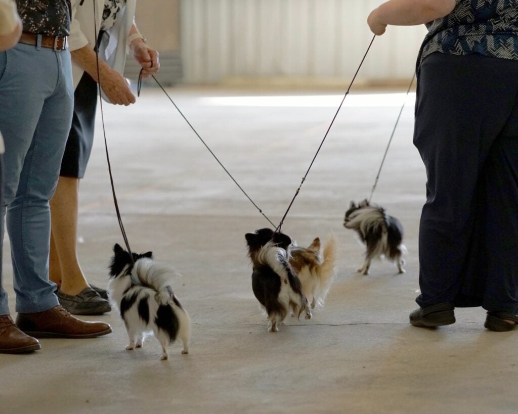 2025 Hickories Circuit Dog Show