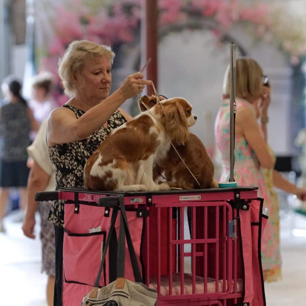 2025 Hickories Circuit Dog Show