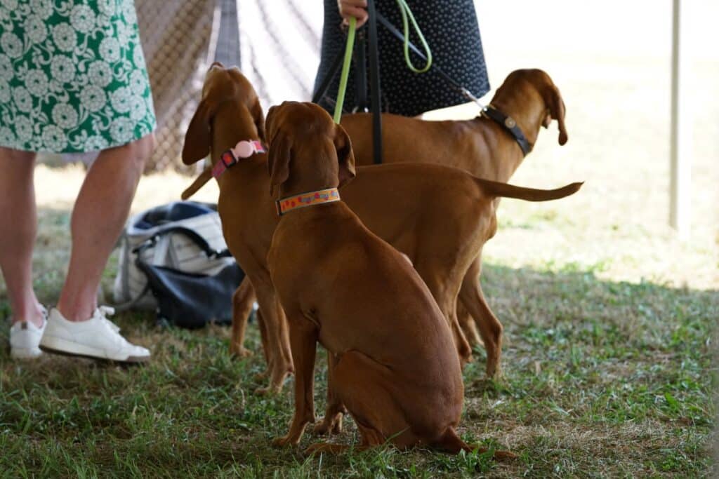 2025 Hickories Circuit Dog Show