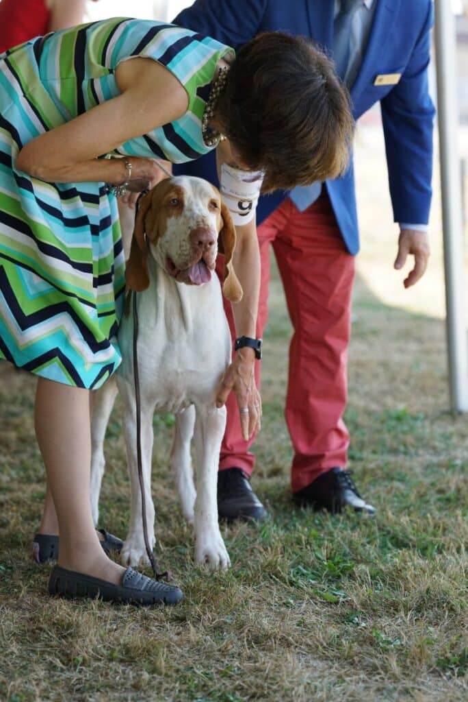 2025 Hickories Circuit Dog Show