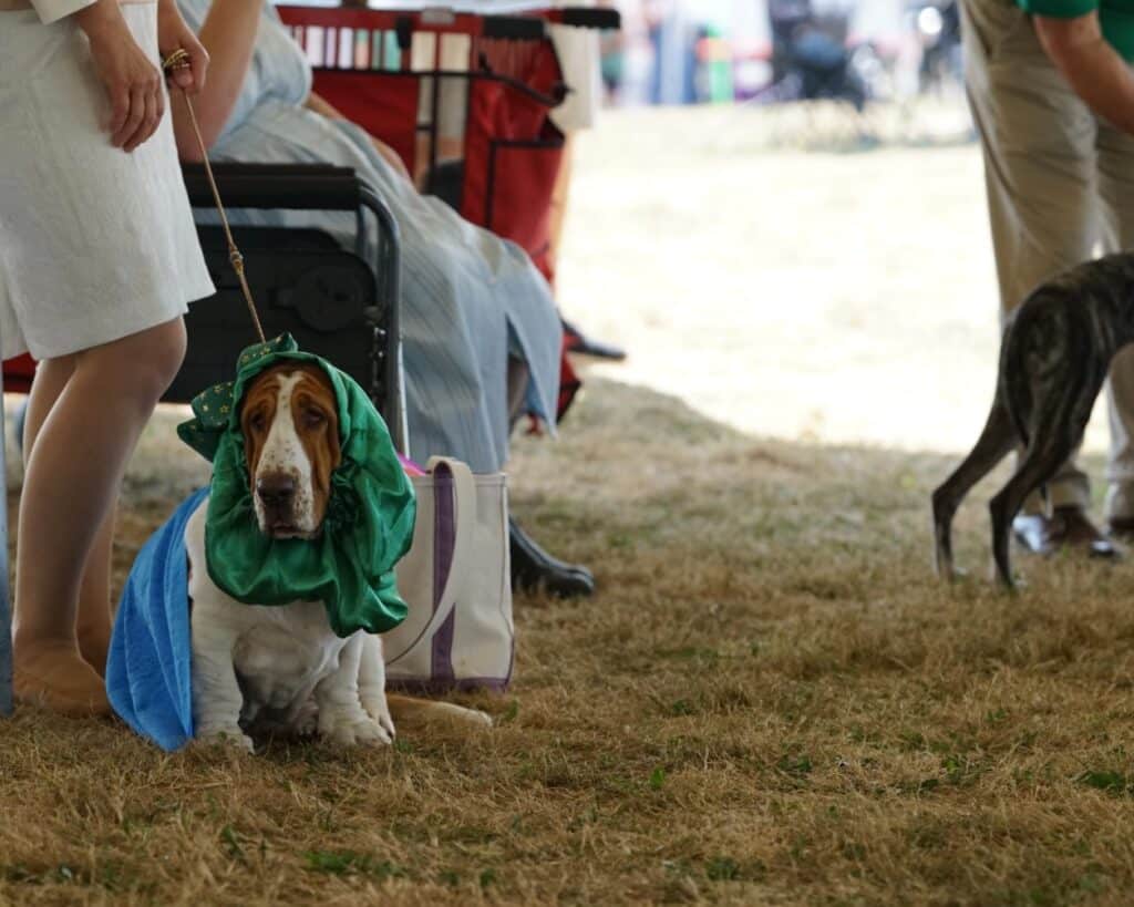 2025 Hickories Circuit Dog Show