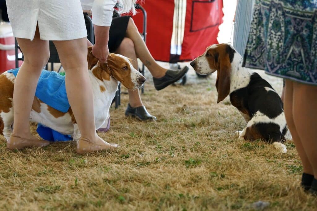 2025 Hickories Circuit Dog Show
