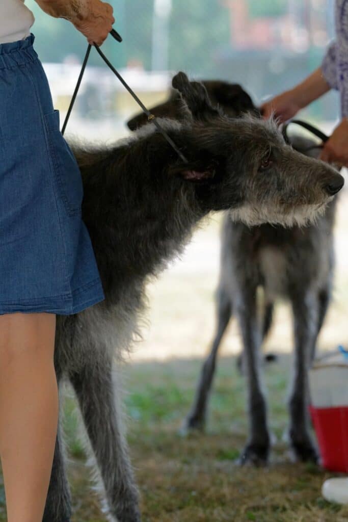 2025 Hickories Circuit Dog Show
