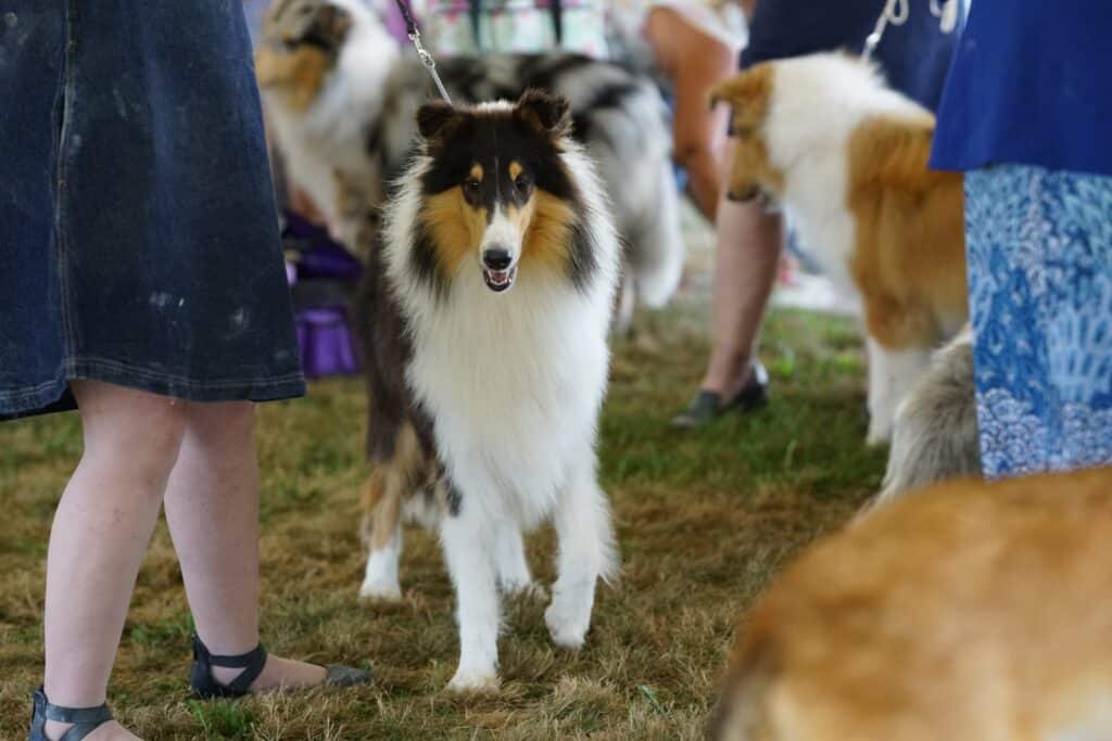 2025 Hickories Circuit Dog Show