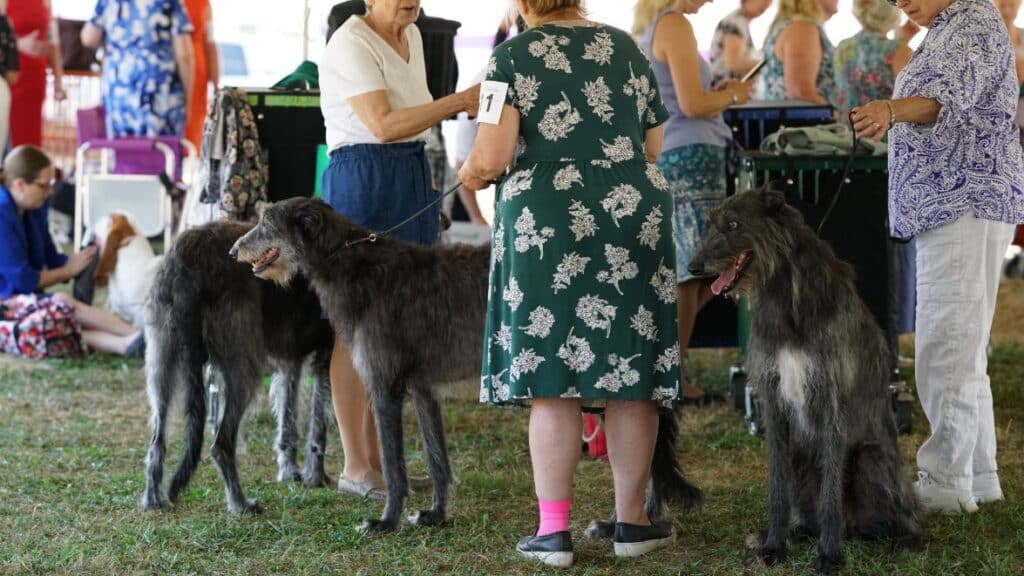 2025 Hickories Circuit Dog Show