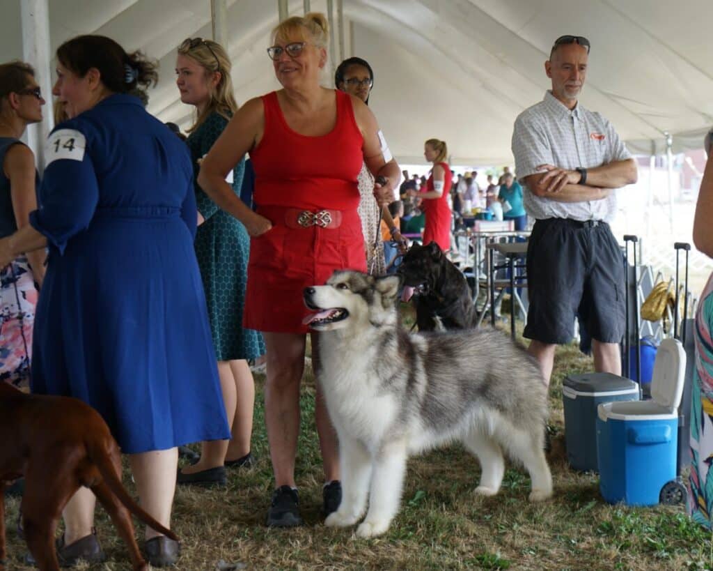 2025 Hickories Circuit Dog Show