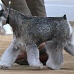 2025 Group IV Terrier Club of Salt Lake Specialty Shows | South Jordan, UT