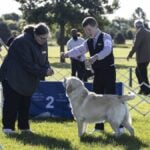 2025 Paper City Kennel Club Dog Show