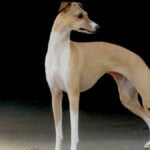 Italian Greyhound
