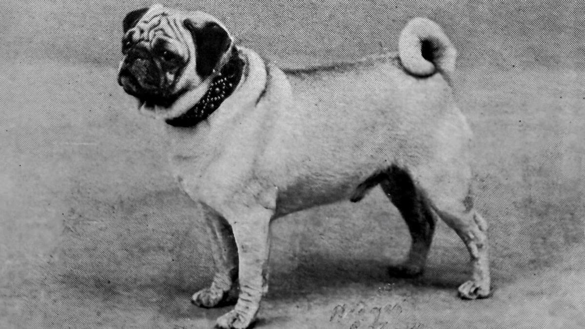 Pug