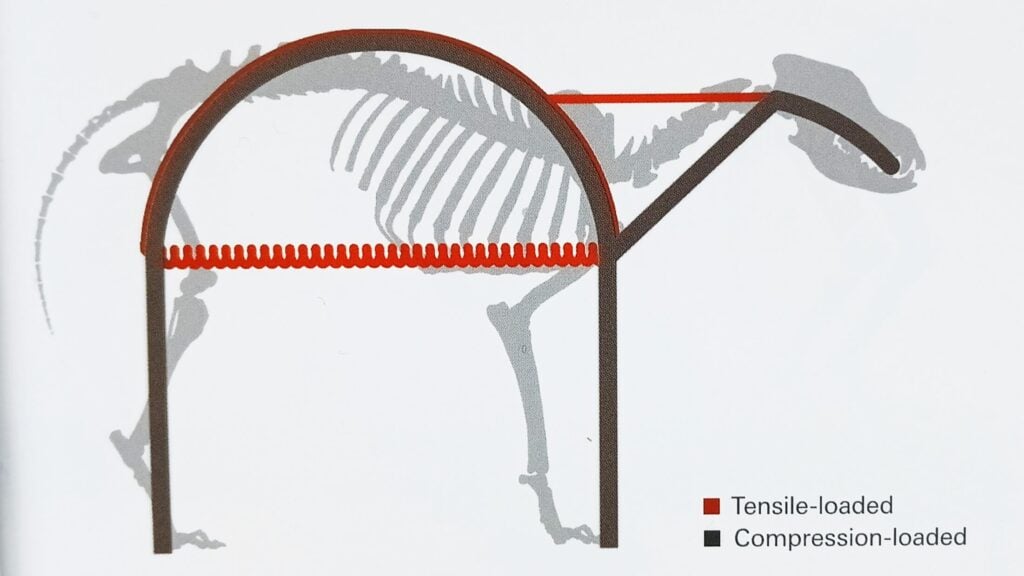 Storage of energy in the spine