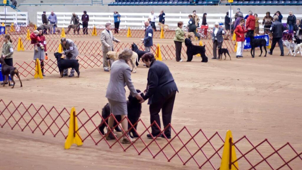 AKC Dog Show. Dog show, AKC (American Kennel Club), with various breeds in show ring, and judge.