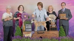 Border Terrier Club of America National Specialty in Longview, Washington, in July 2025
