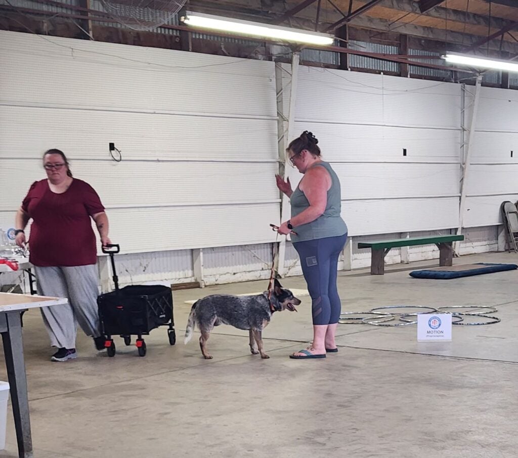 Kennel Club of Columbus Indiana 2025 Show