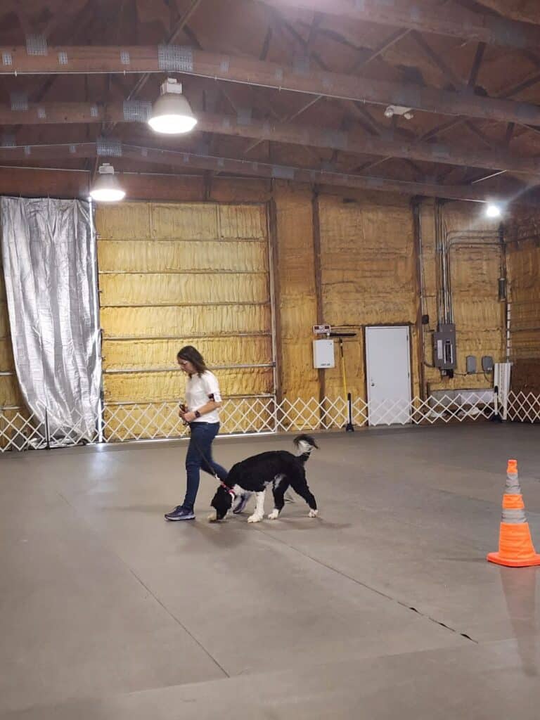 Kennel Club of Columbus Indiana 2025 Show