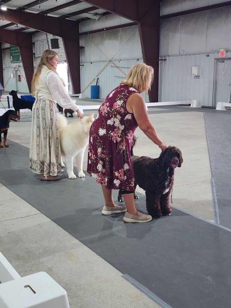 Kennel Club of Columbus Indiana 2025 Show