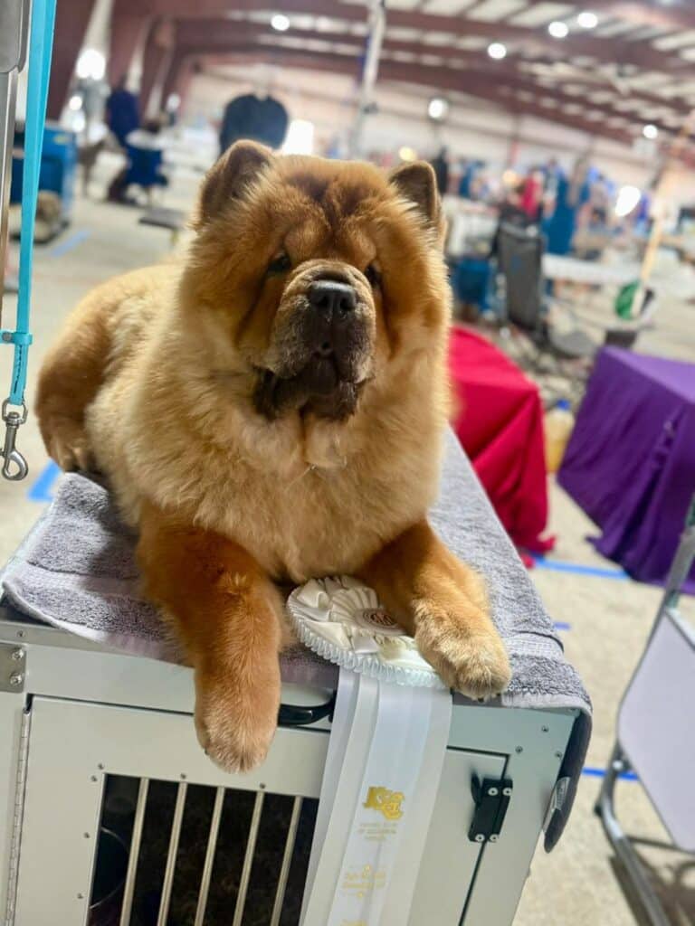 Kennel Club of Columbus Indiana 2025 Show