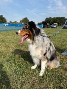 Kennel Club of Columbus Indiana 2025 Show