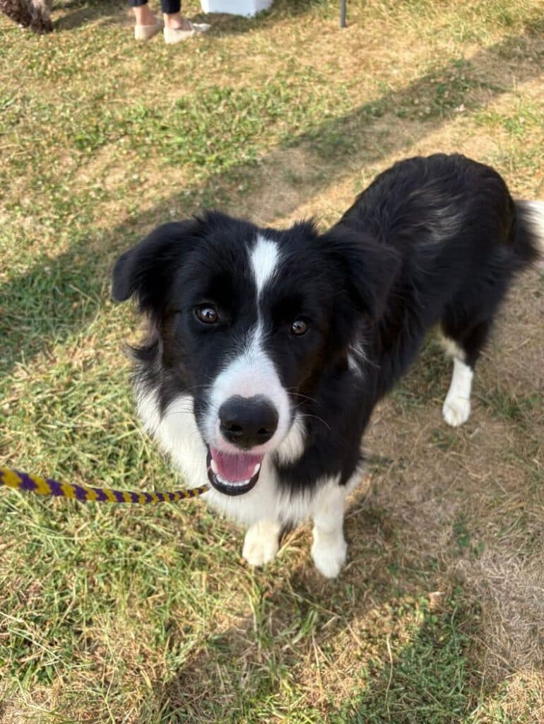 Kennel Club of Columbus Indiana 2025 Show