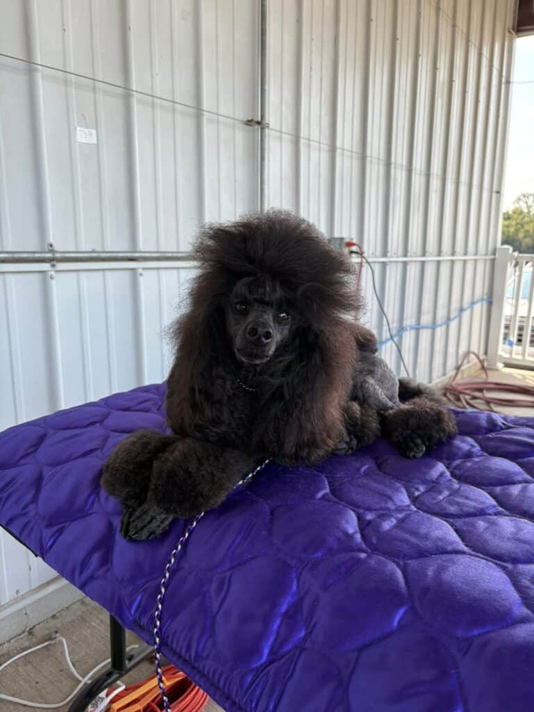 Kennel Club of Columbus Indiana 2025 Show