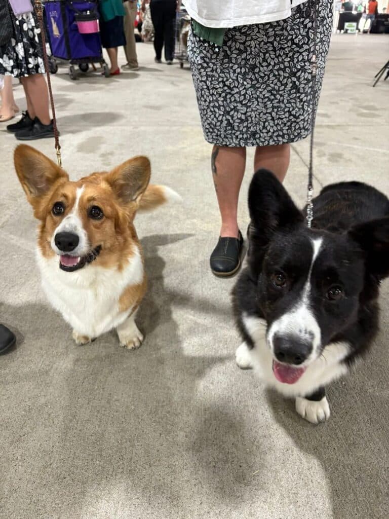 Kennel Club of Columbus Indiana 2025 Show