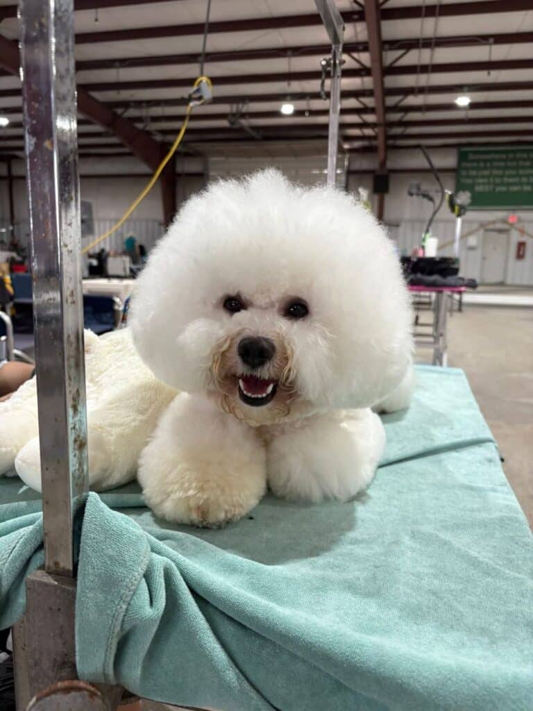 Kennel Club of Columbus Indiana 2025 Show