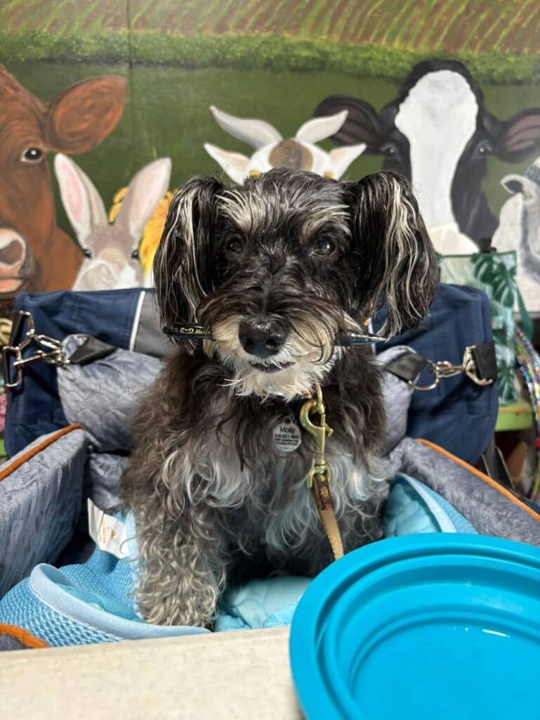 Kennel Club of Columbus Indiana 2025 Show