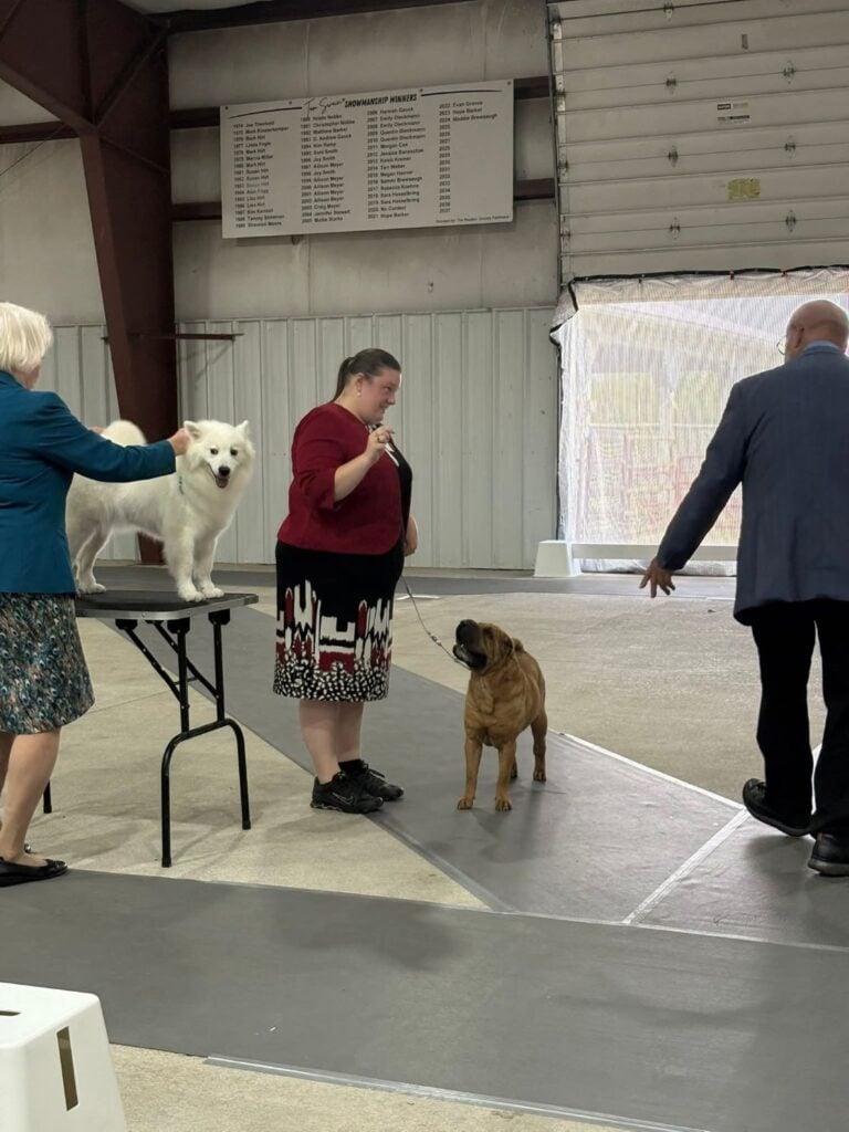Kennel Club of Columbus Indiana 2025 Show