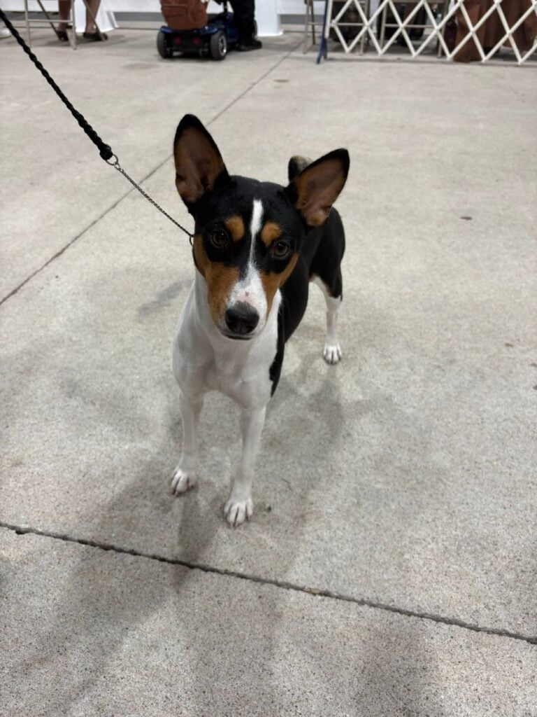 Kennel Club of Columbus Indiana 2025 Show