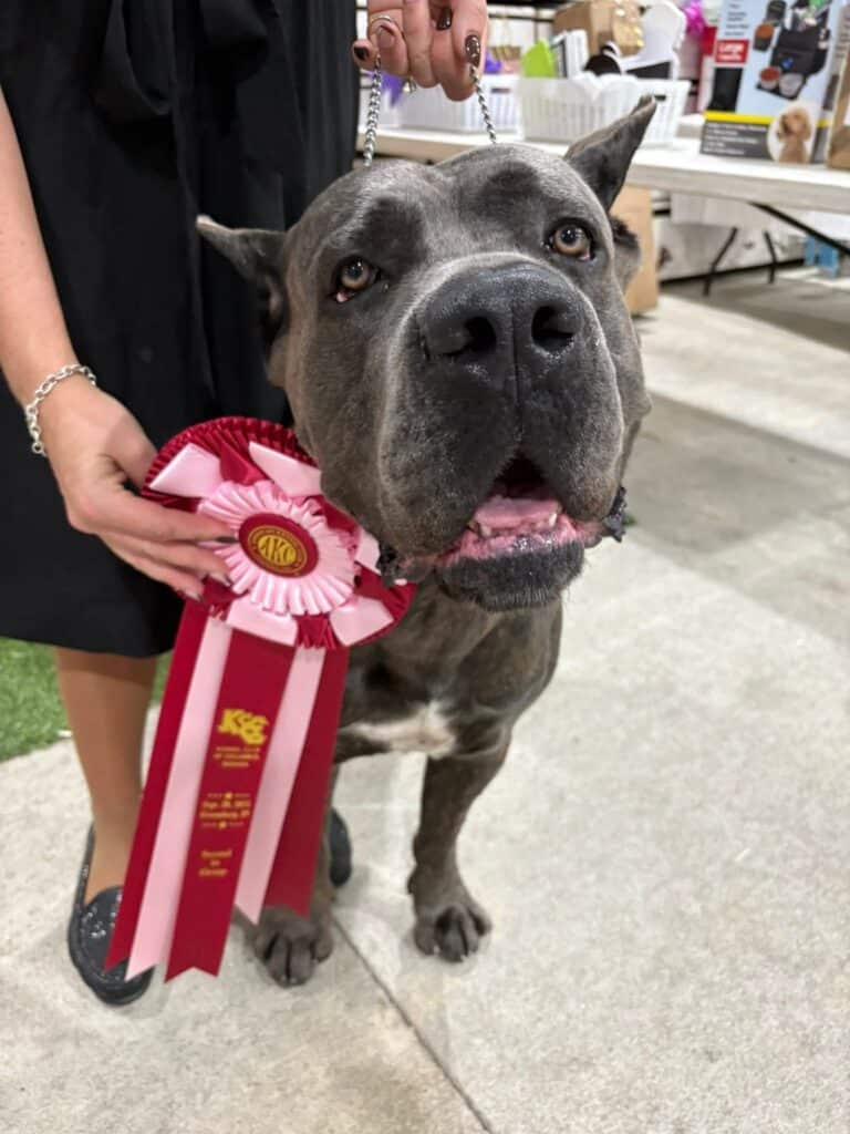 Kennel Club of Columbus Indiana 2025 Show