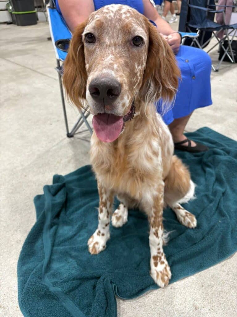 Kennel Club of Columbus Indiana 2025 Show