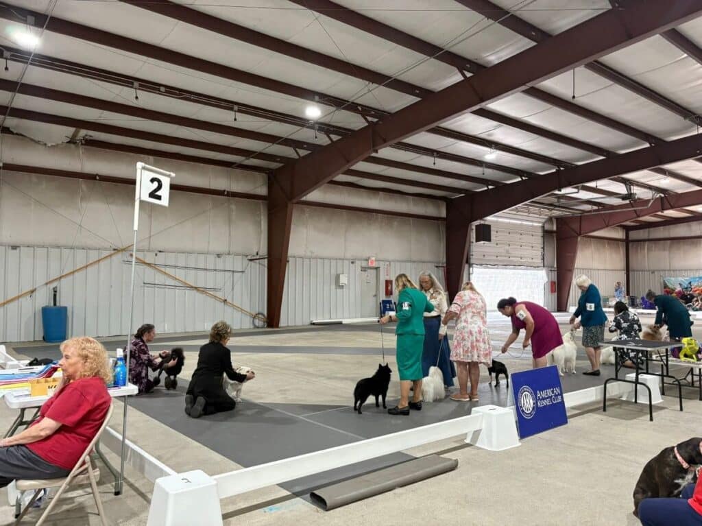 Kennel Club of Columbus Indiana 2025 Show