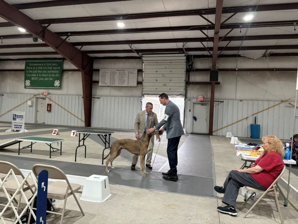Kennel Club of Columbus Indiana 2025 Show