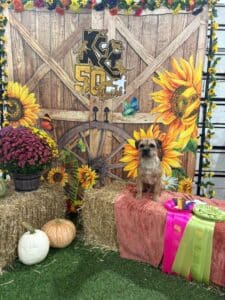 Kennel Club of Columbus Indiana 2025 Show
