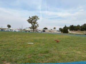 Kennel Club of Columbus Indiana 2025 Show