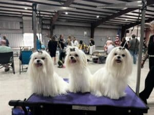 Kennel Club of Columbus Indiana 2025 Show