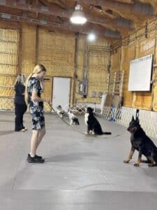 Kennel Club of Columbus Indiana 2025 Show