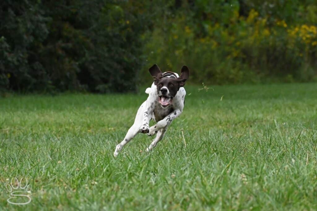 Kennel Club of Columbus Indiana 2025 Show