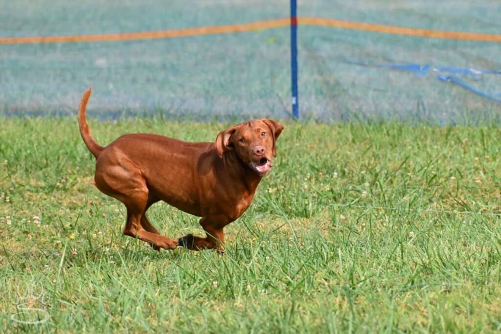 Kennel Club of Columbus Indiana 2025 Show