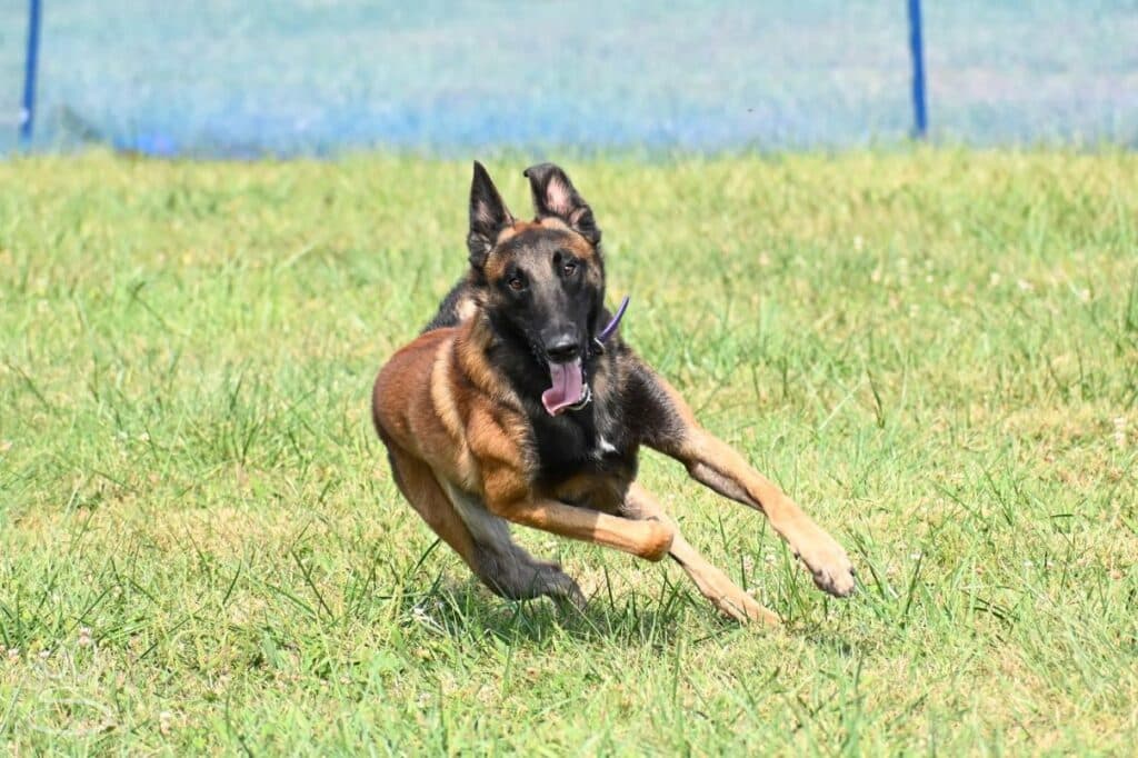 Kennel Club of Columbus Indiana 2025 Show
