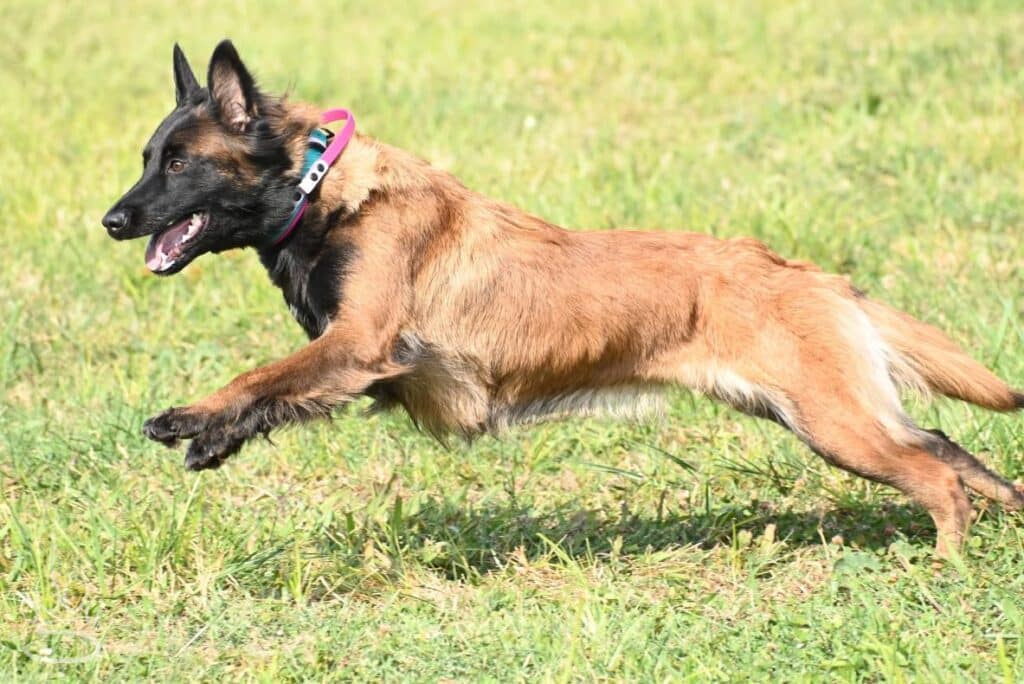 Kennel Club of Columbus Indiana 2025 Show